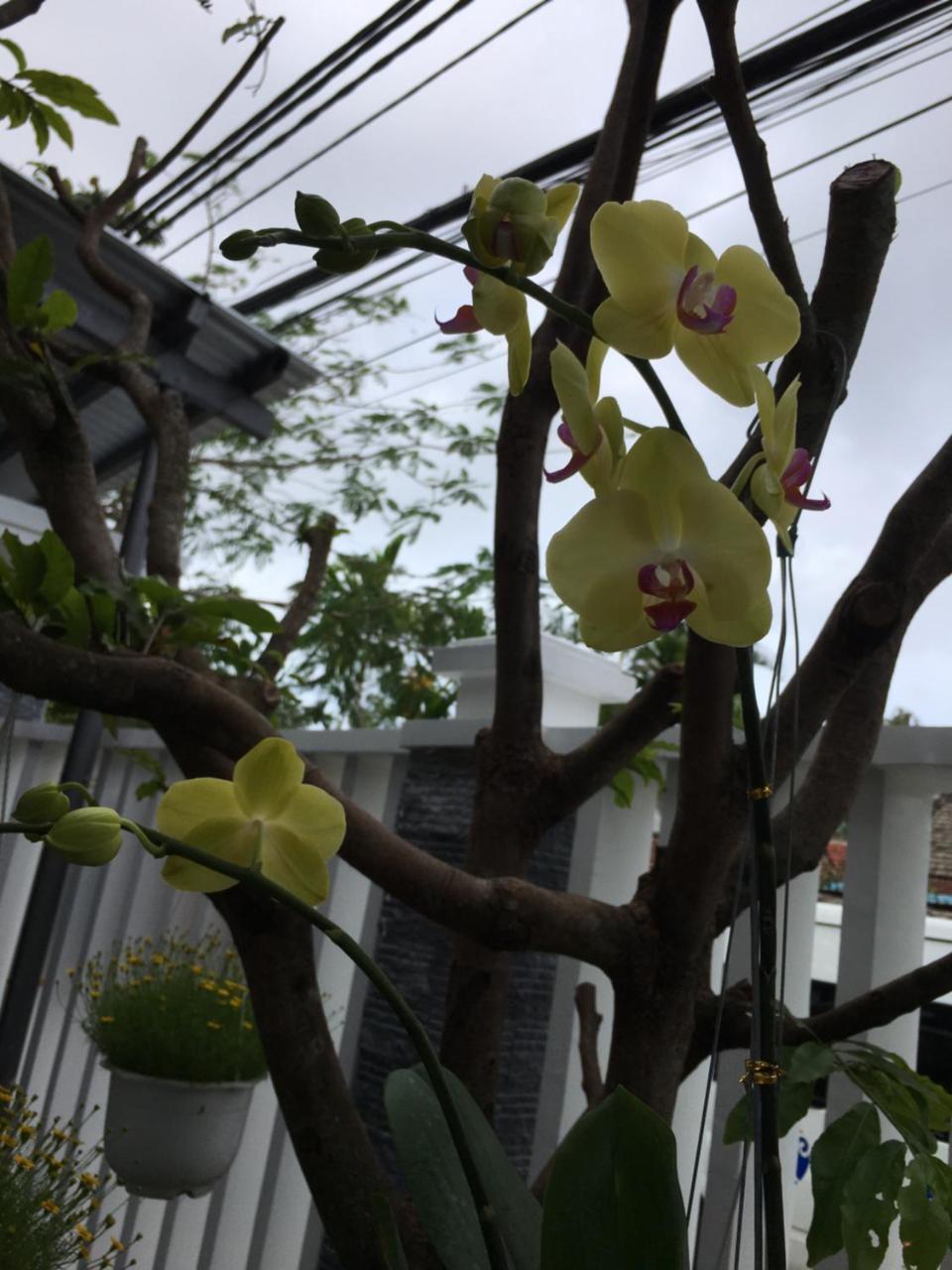 An Bang Scent Beach Homestay ホイアン エクステリア 写真