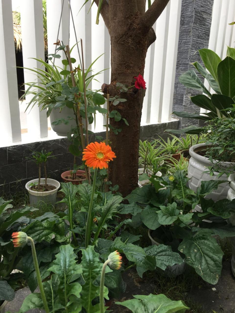 An Bang Scent Beach Homestay ホイアン エクステリア 写真